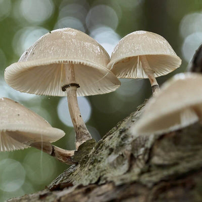 Cordyceps
