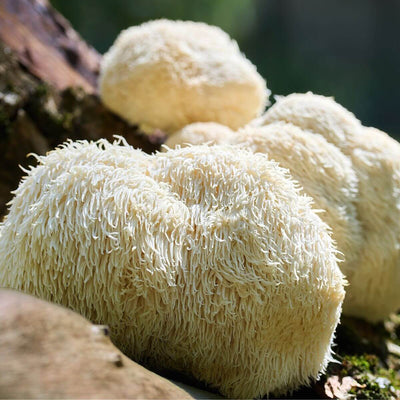 Lions Mane