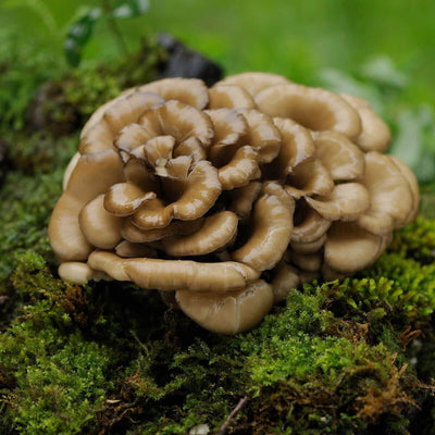 Maitake