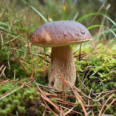 Shiitake